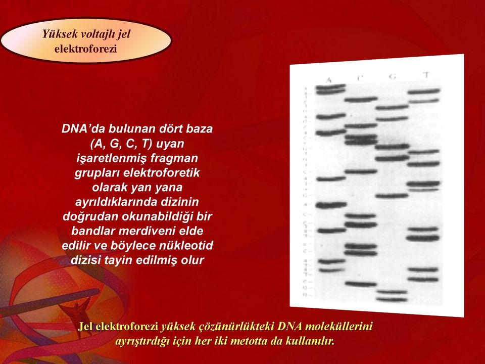 okunabildiği bir bandlar merdiveni elde edilir ve böylece nükleotid dizisi tayin edilmiş