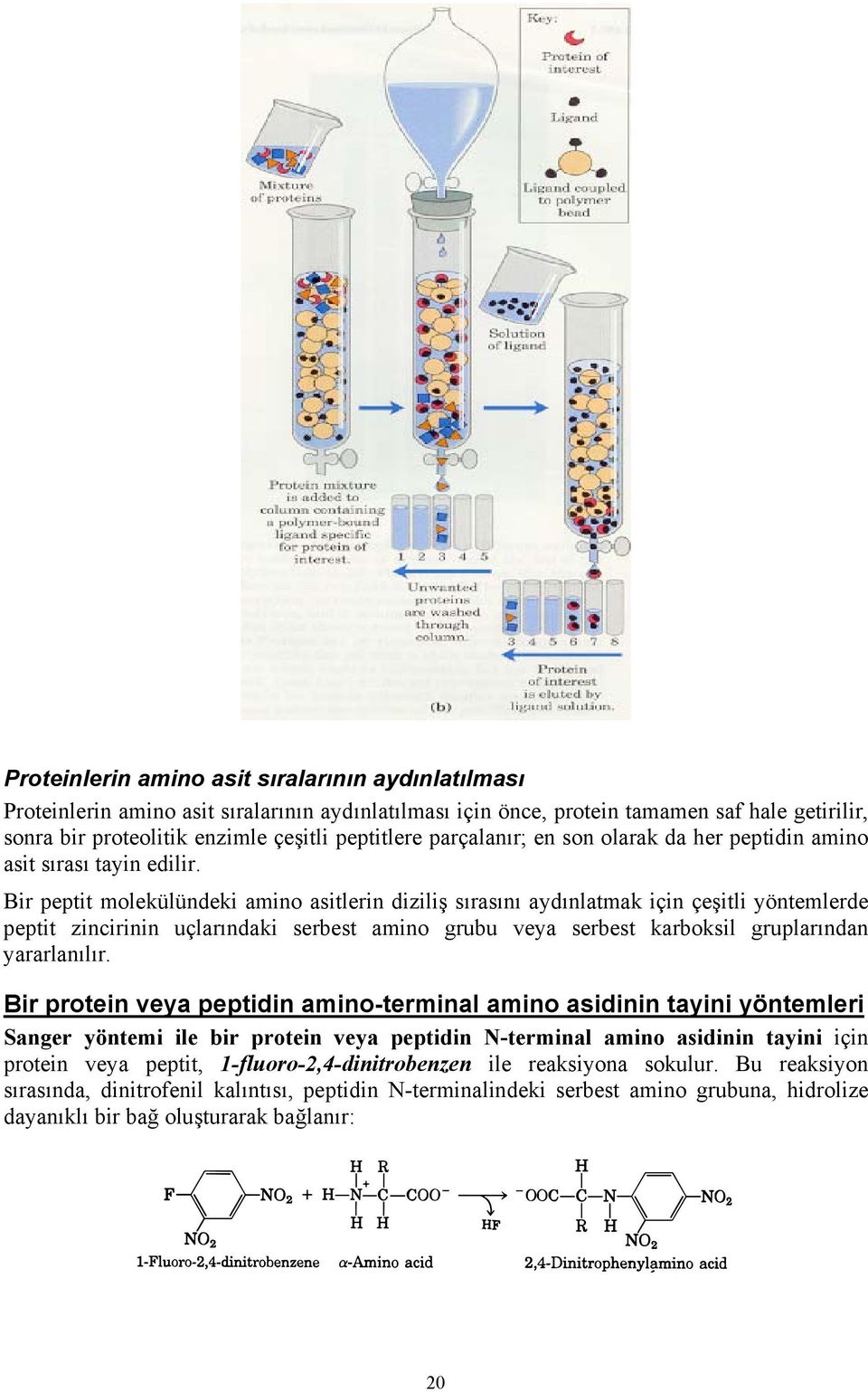 Bir peptit molekülündeki amino asitlerin diziliş sırasını aydınlatmak için çeşitli yöntemlerde peptit zincirinin uçlarındaki serbest amino grubu veya serbest karboksil gruplarından yararlanılır.