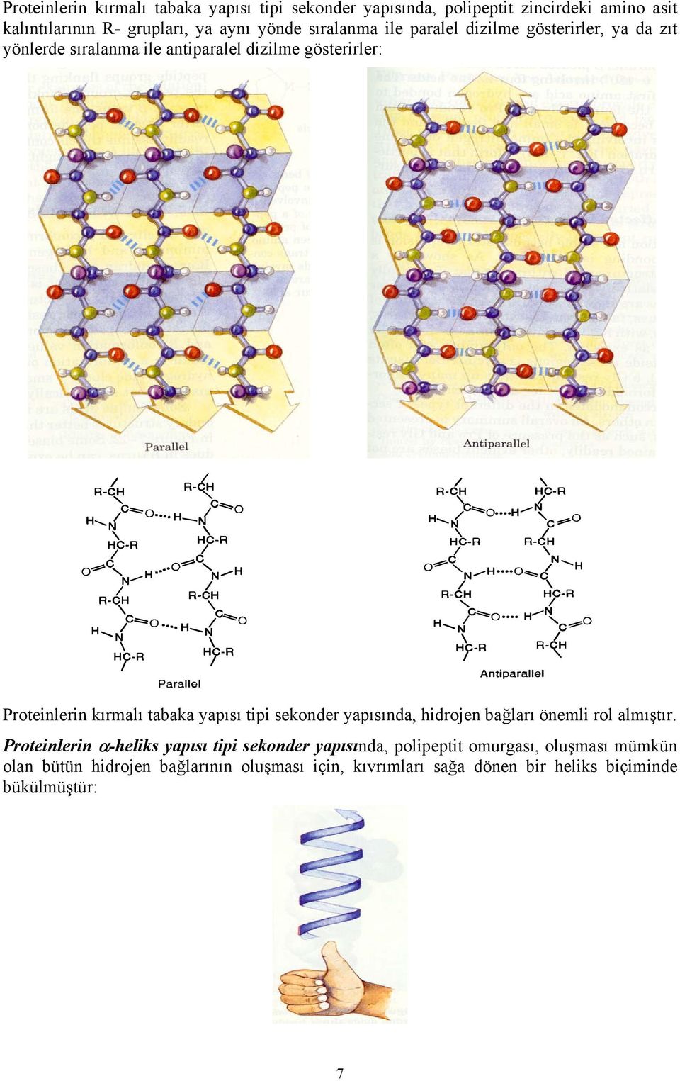 kırmalı tabaka yapısı tipi sekonder yapısında, hidrojen bağları önemli rol almıştır.