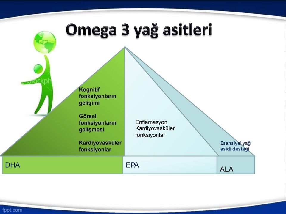 fonksiyonlar Enflamasyon KEardiyovasküler