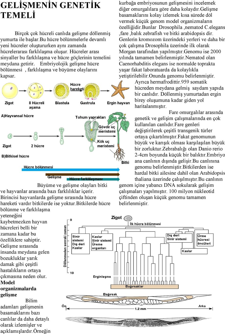 Büyüme ve gelişme olayları bitki ve hayvanlar arasında bazı farklılıklar içerir. Birincisi hayvanlarda gelişme sırasında hücre hareketi vardır bitkilerde ise yoktur.