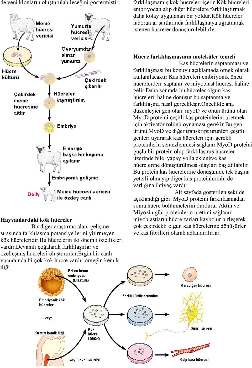 Hayvanlardaki kök hücreler Bir diğer araştırma alanı gelişme sırasında farklılaşma potansiyellerini yitirmeyen kök hücreleridir.bu hücrelerin iki önemli özellikleri vardır.