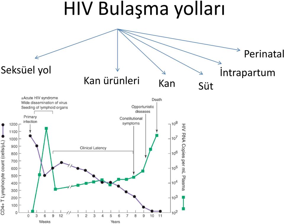 yol Kan ürünleri