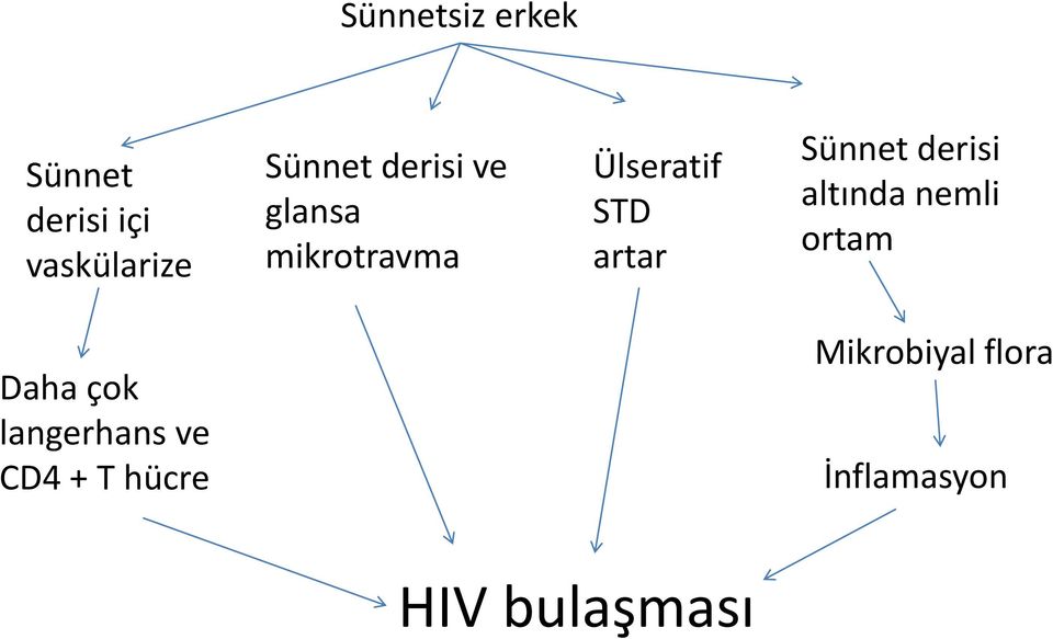 Sünnet derisi altında nemli ortam Daha çok langerhans