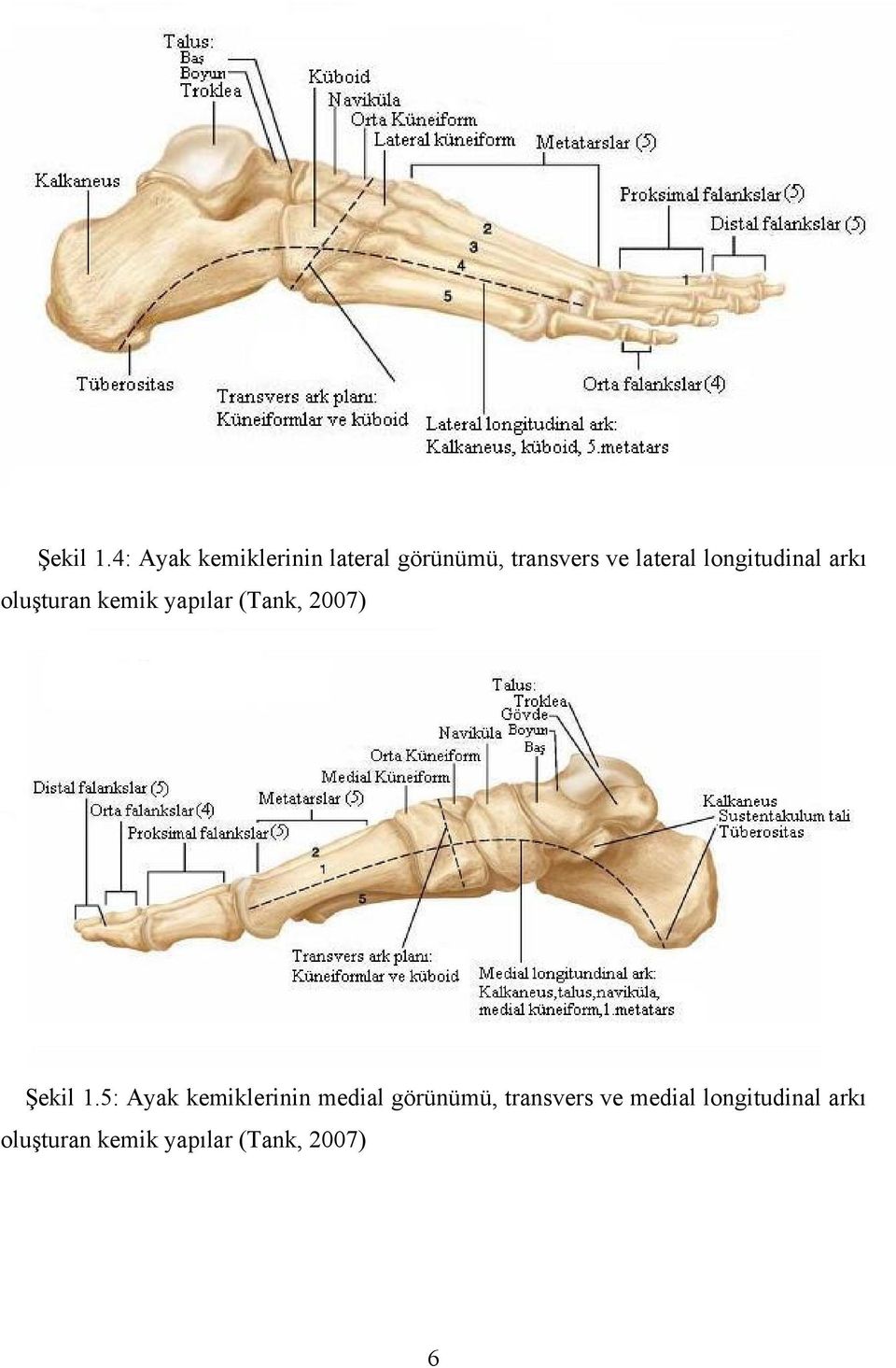 longitudinal arkı oluşturan kemik yapılar (Tank, 2007) 5: