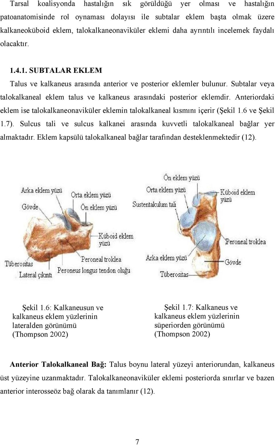 Subtalar veya talokalkaneal eklem talus ve kalkaneus arasındaki posterior eklemdir. Anteriordaki eklem ise talokalkaneonaviküler eklemin talokalkaneal kısmını içerir (Şekil 1.6 ve Şekil 1.7).