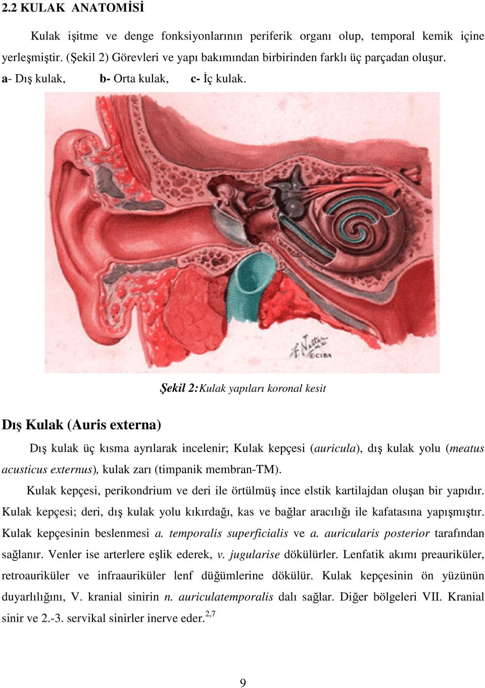 Şekil 2:Kulak yapıları koronal kesit Dış Kulak (Auris externa) Dış kulak üç kısma ayrılarak incelenir; Kulak kepçesi (auricula), dış kulak yolu (meatus acusticus externus), kulak zarı (timpanik
