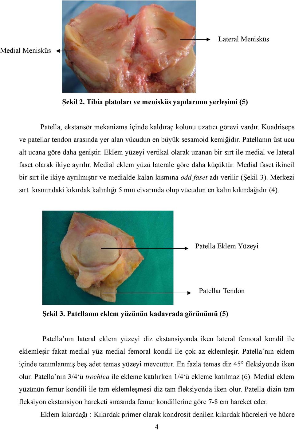 Eklem yüzeyi vertikal olarak uzanan bir sırt ile medial ve lateral faset olarak ikiye ayrılır. Medial eklem yüzü laterale göre daha küçüktür.