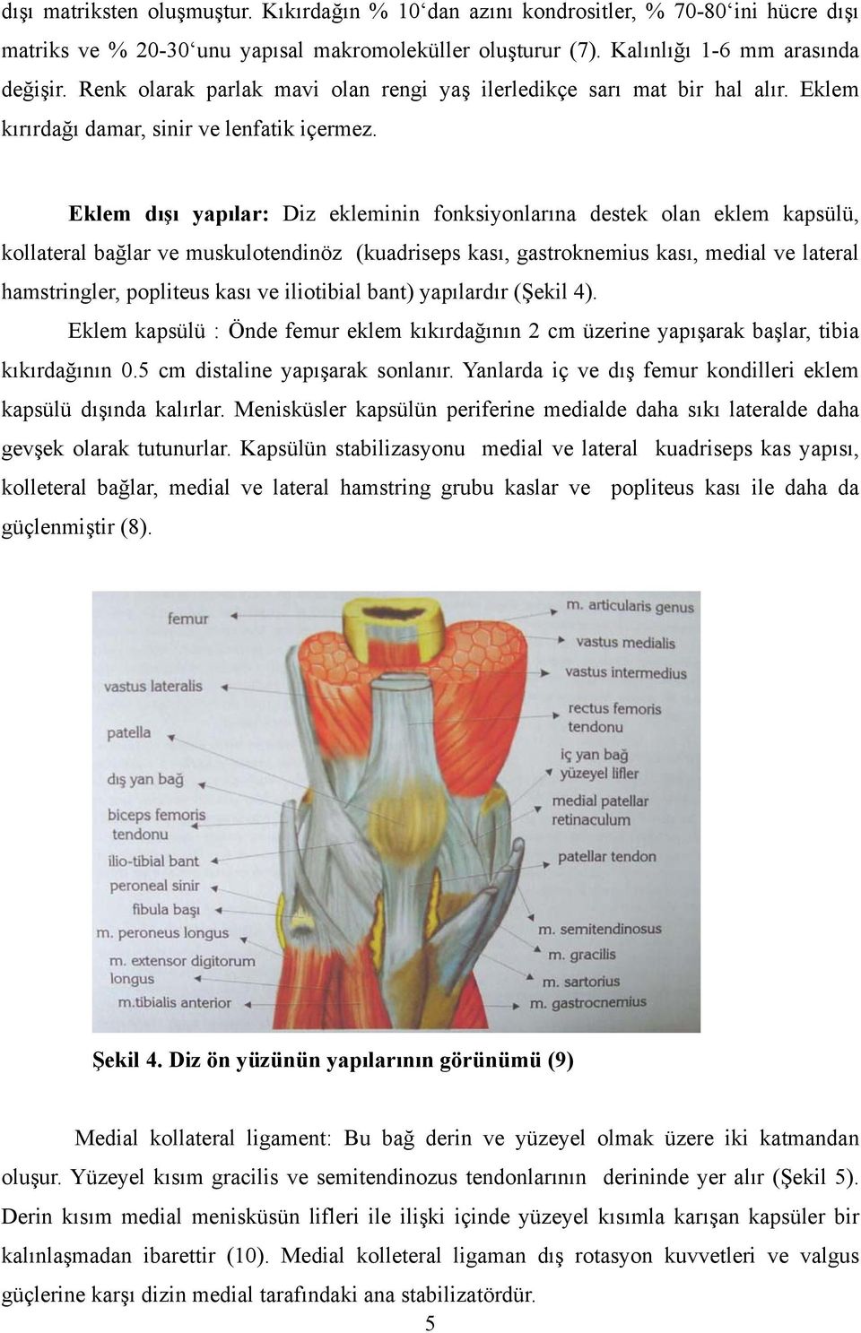Eklem dışı yapılar: Diz ekleminin fonksiyonlarına destek olan eklem kapsülü, kollateral bağlar ve muskulotendinöz (kuadriseps kası, gastroknemius kası, medial ve lateral hamstringler, popliteus kası