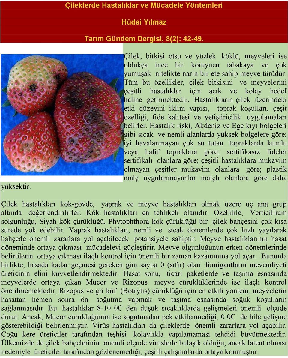 Tüm bu özellikler, çilek bitkisini ve meyvelerini çeşitli hastalıklar için açık ve kolay hedef haline getirmektedir.