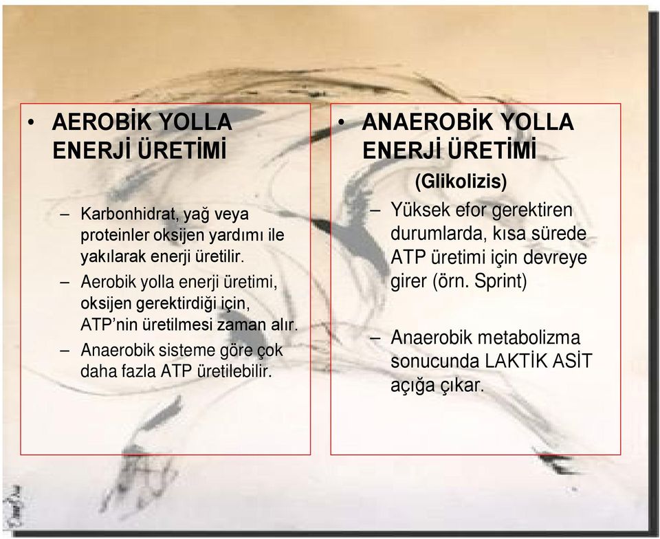 Anaerobik sisteme göre çok daha fazla ATP üretilebilir.