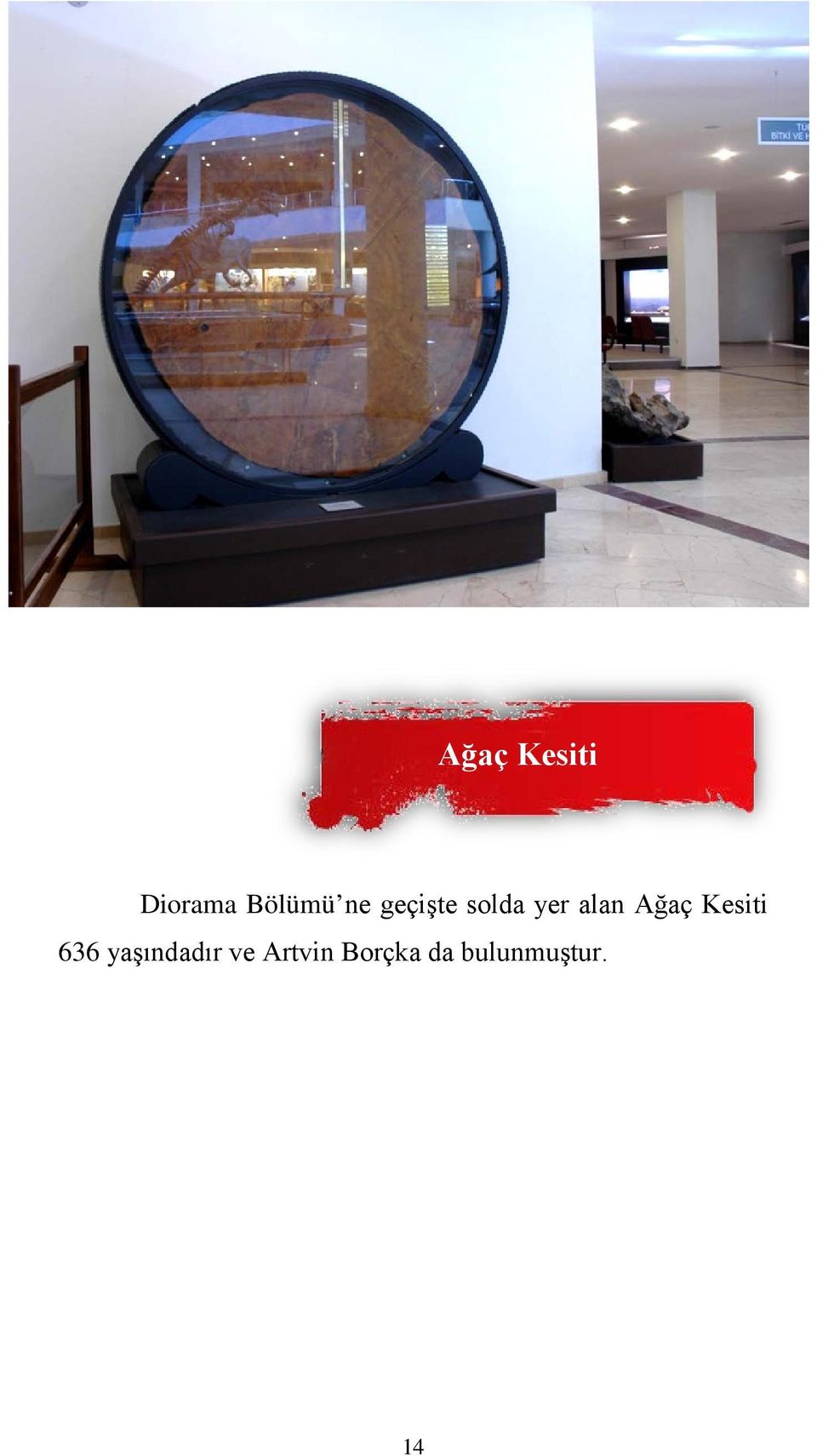 Ağaç Kesiti 636 yaşındadır