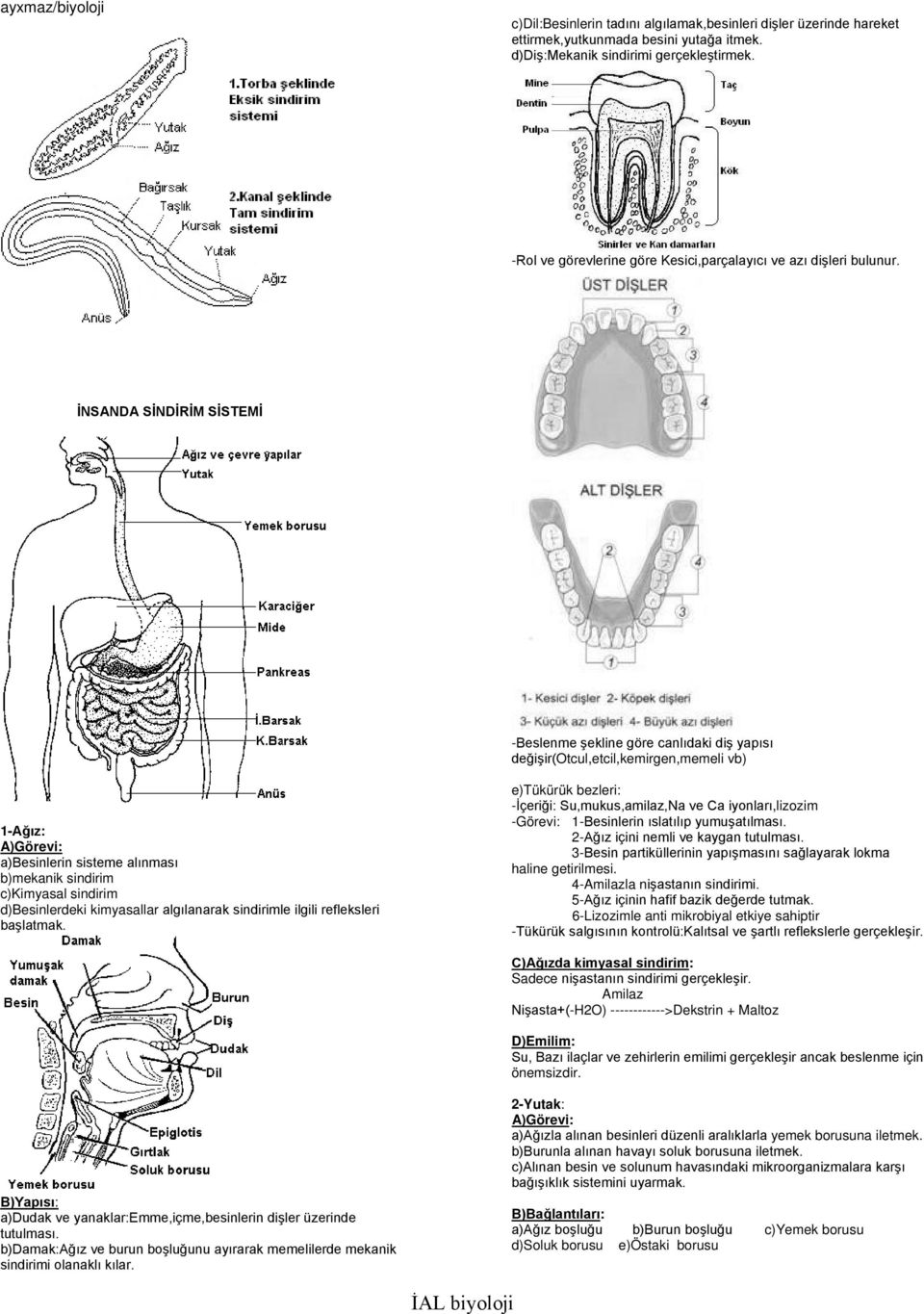 İNSANDA SİNDİRİM SİSTEMİ -Beslenme şekline göre canlıdaki diş yapısı değişir(otcul,etcil,kemirgen,memeli vb) 1-Ağız: a)besinlerin sisteme alınması b)mekanik sindirim c)kimyasal sindirim