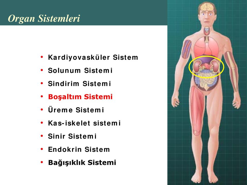 Sistemi Üreme Sistemi Kas-iskelet sistemi