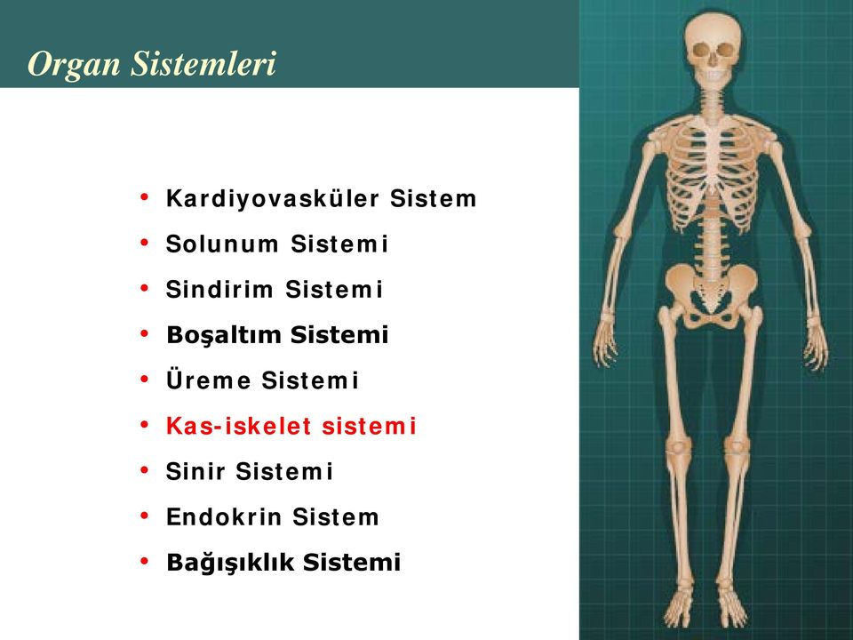 Sistemi Üreme Sistemi Kas-iskelet sistemi