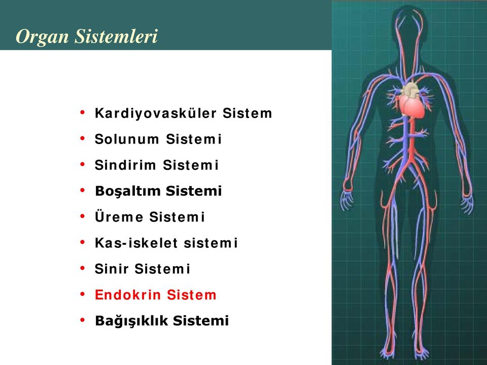 Sistemi Üreme Sistemi Kas-iskelet sistemi