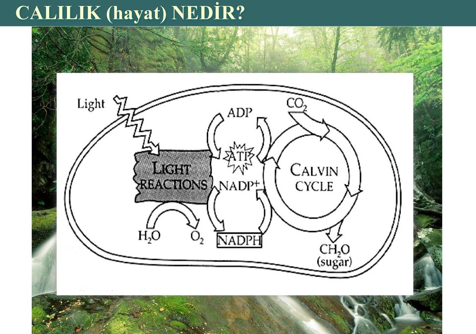 NEDİR?