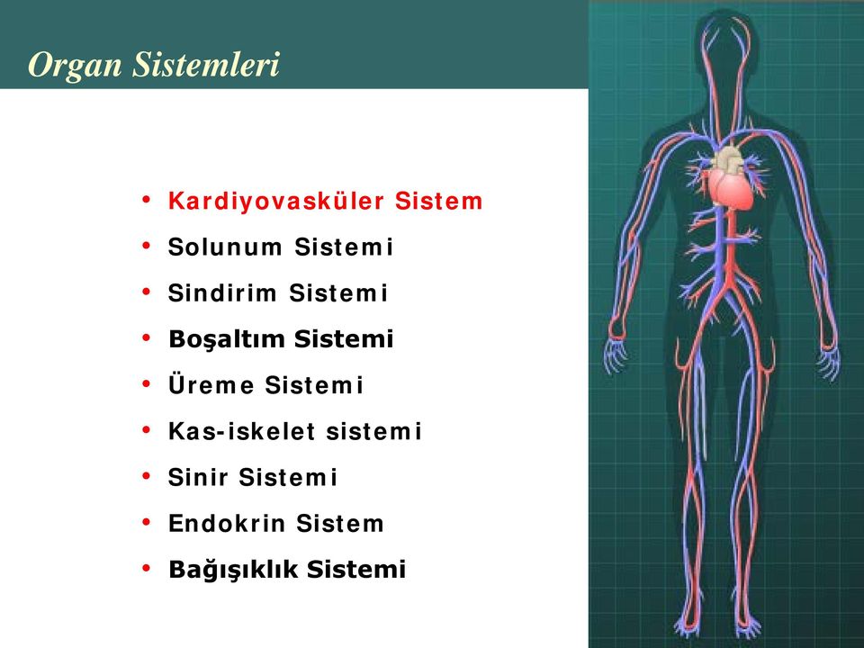 Sistemi Üreme Sistemi Kas-iskelet sistemi