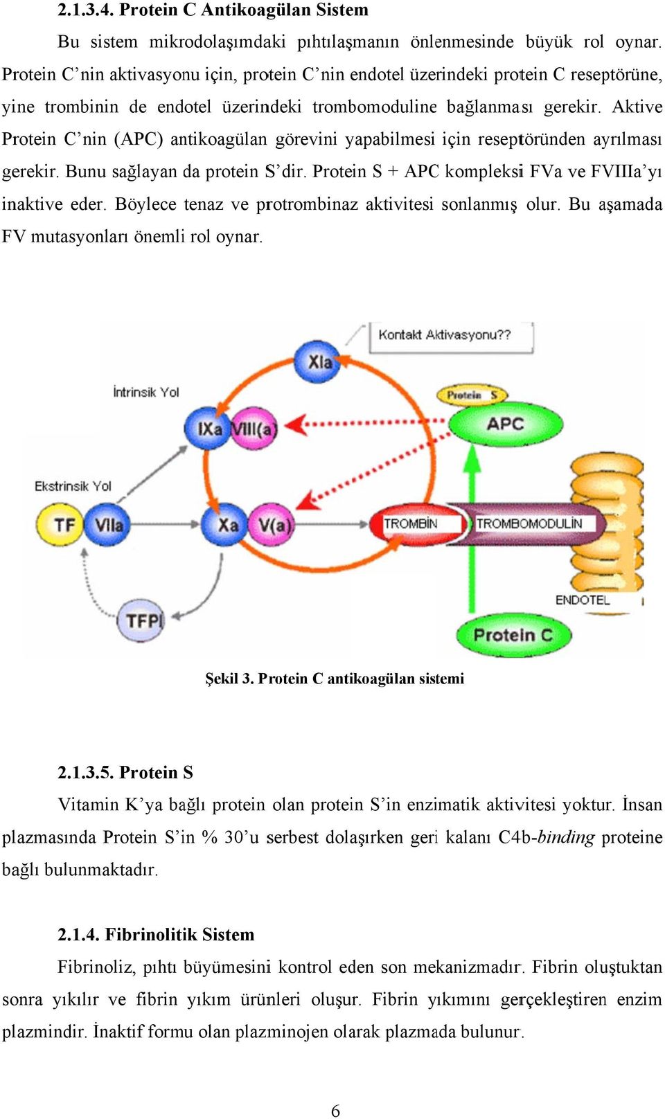 Aktive Protein C ninn (APC) antikoagülan n görevini yapabilmesi için reseptöründen ayrılması gerekir. Bunuu sağlayan da protein S dir. Protein S + APCC kompleksii FVa ve FVIIIa yı inaktive eder.