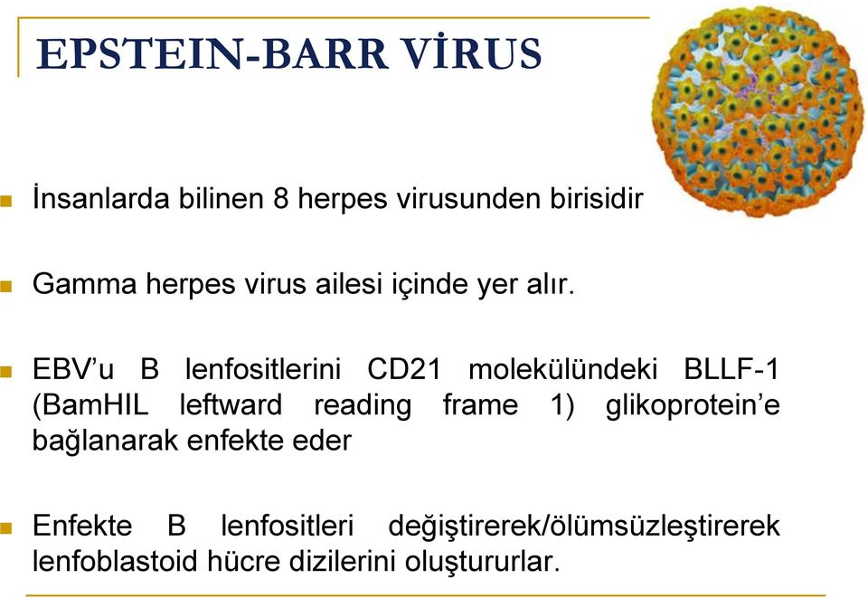 EBV u B lenfositlerini CD21 molekülündeki BLLF-1 (BamHIL leftward reading frame 1)