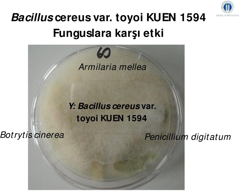 Armilaria mellea Botrytiscinerea Y: 