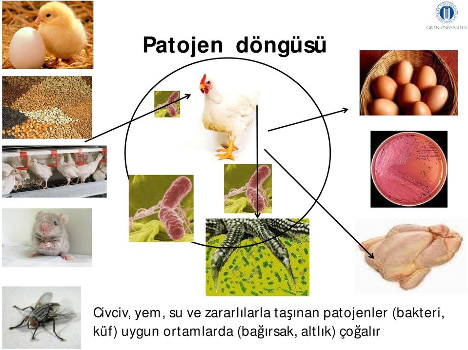 patojenler (bakteri, küf) uygun