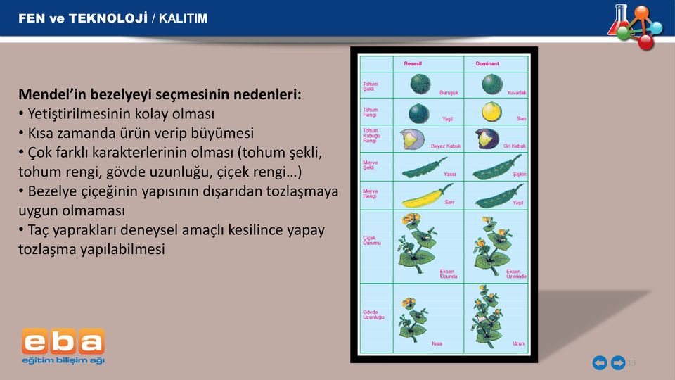 rengi, gövde uzunluğu, çiçek rengi ) Bezelye çiçeğinin yapısının dışarıdan