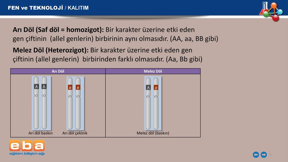 (AA, aa, BB gibi) Melez Döl (Heterozigot): Bir karakter üzerine etki eden gen