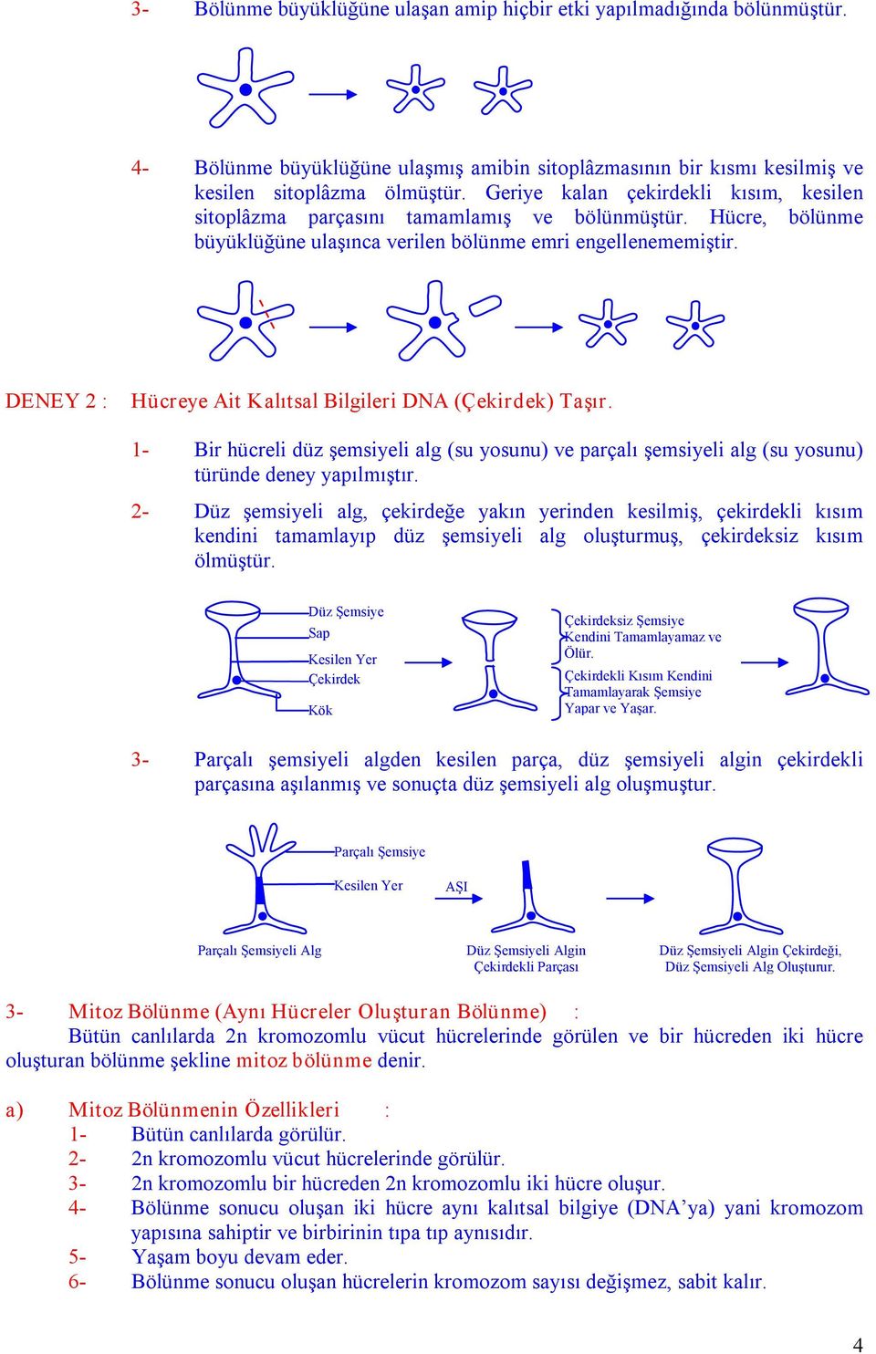 DENEY 2 : Hücreye Ait Kalıtsal Bilgileri DNA (Çekirdek) Taşır. 1 Bir hücreli düz şemsiyeli alg (su yosunu) ve parçalı şemsiyeli alg (su yosunu) türünde deney yapılmıştır.