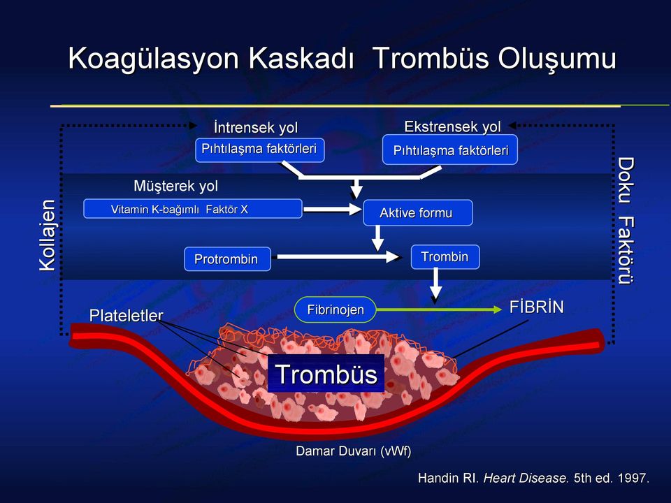 Müşterek yol Vitamin K-bağımlı Faktör r X Protrombin Aktive formu Trombin