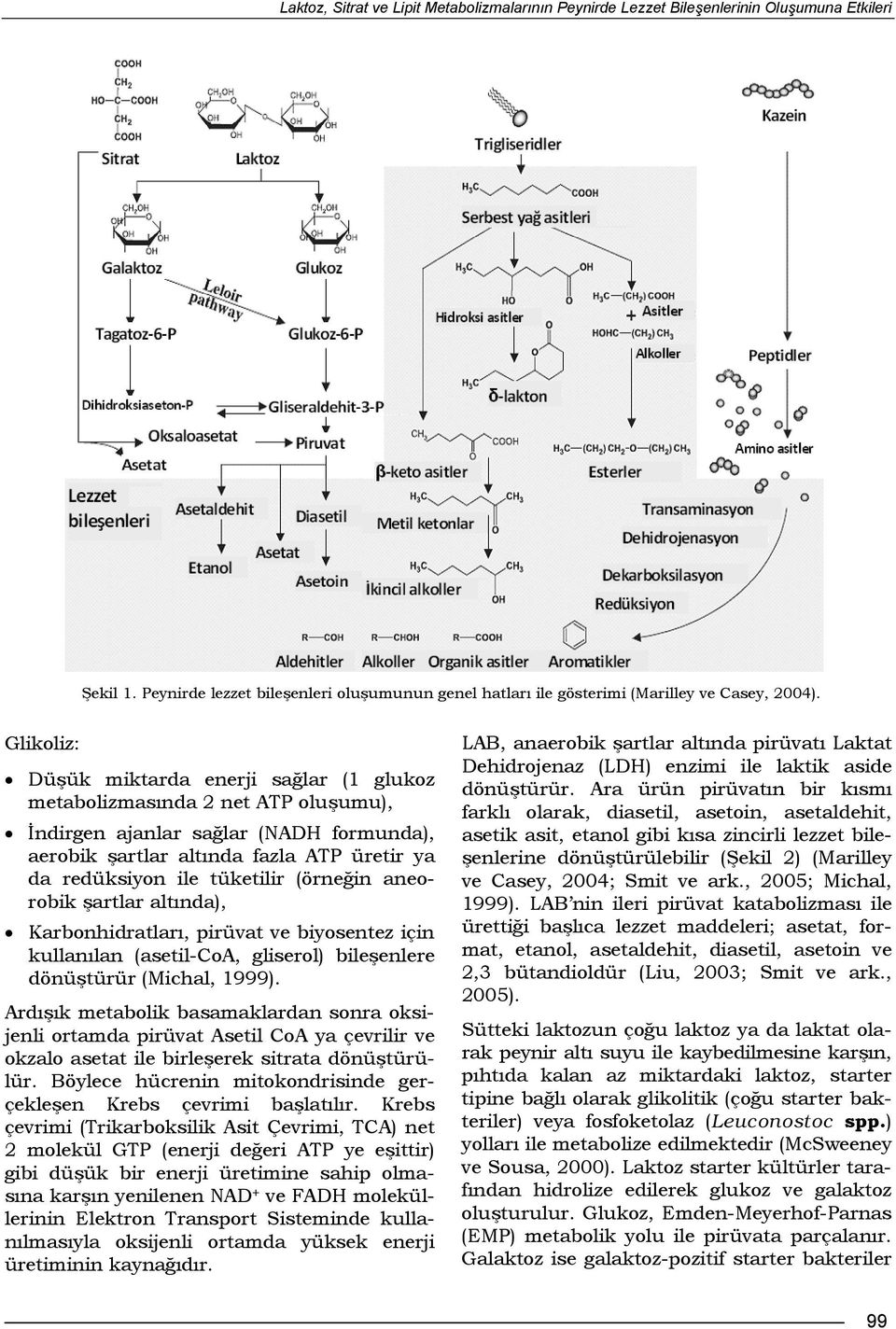 (örneğin aneorobik şartlar altında), Karbonhidratları, pirüvat ve biyosentez için kullanılan (asetil-coa, gliserol) bileşenlere dönüştürür (Michal, 1999).