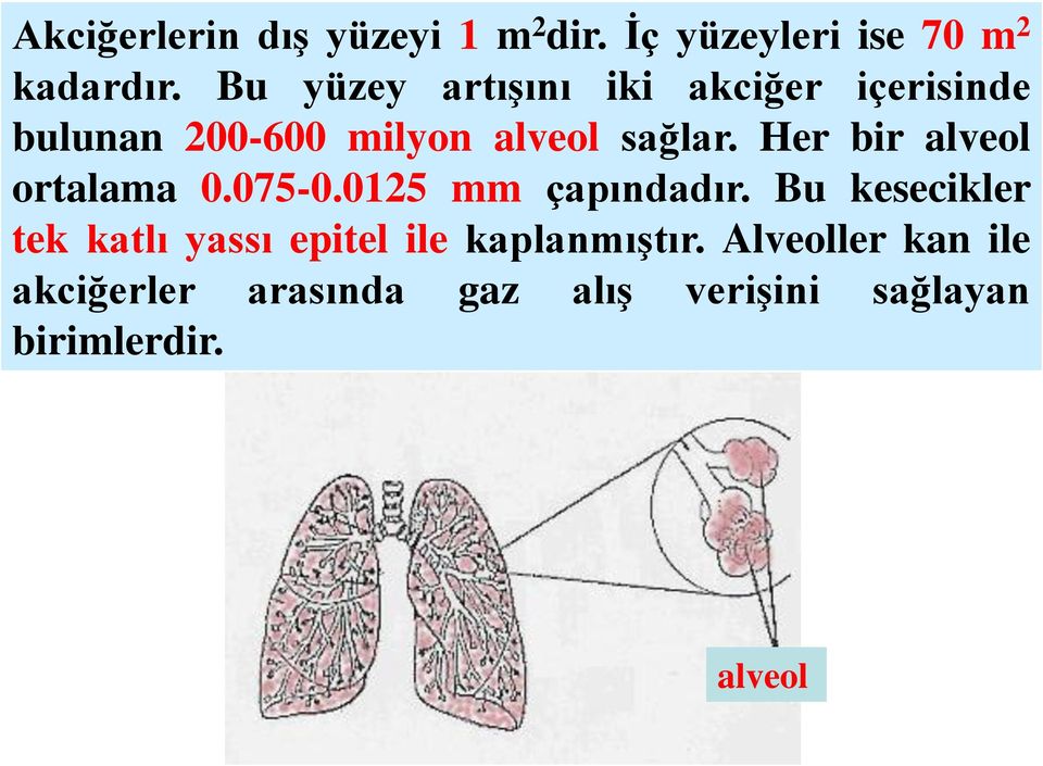 Her bir alveol ortalama 0.075-0.0125 mm çapındadır.