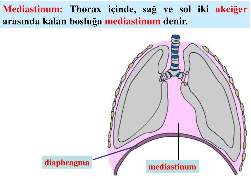 arasında kalan boşluğa