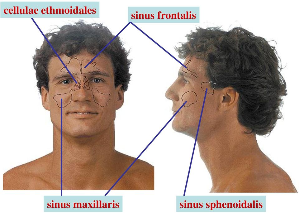 frontalis sinus