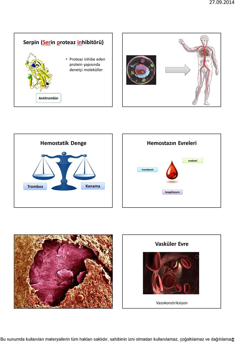 Hemostatik Denge Hemostazın Evreleri endotel trombosit