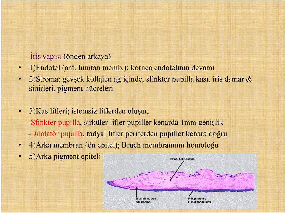 sinirleri, pigment hücreleri 3)Kas lifleri; istemsiz liflerden oluşur, -Sfinkter pupilla, sirküler lifler