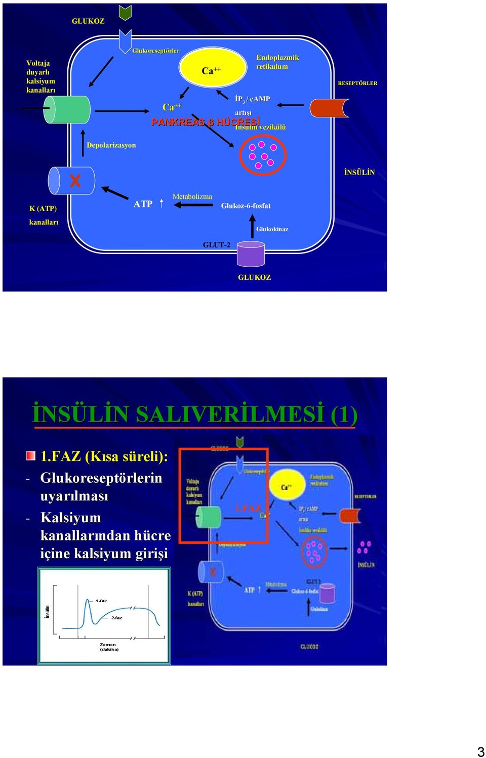 ATP Metolizm Glukoz-6-fosft knllrı Glukokinz GLUT-2 GLUKOZ İNSÜLİN SALIVERİLMESİ (1) 1.