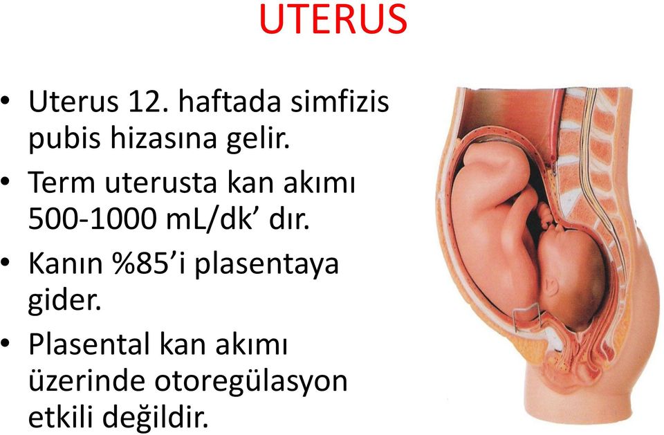 Term uterusta kan akımı 500-1000 ml/dk dır.