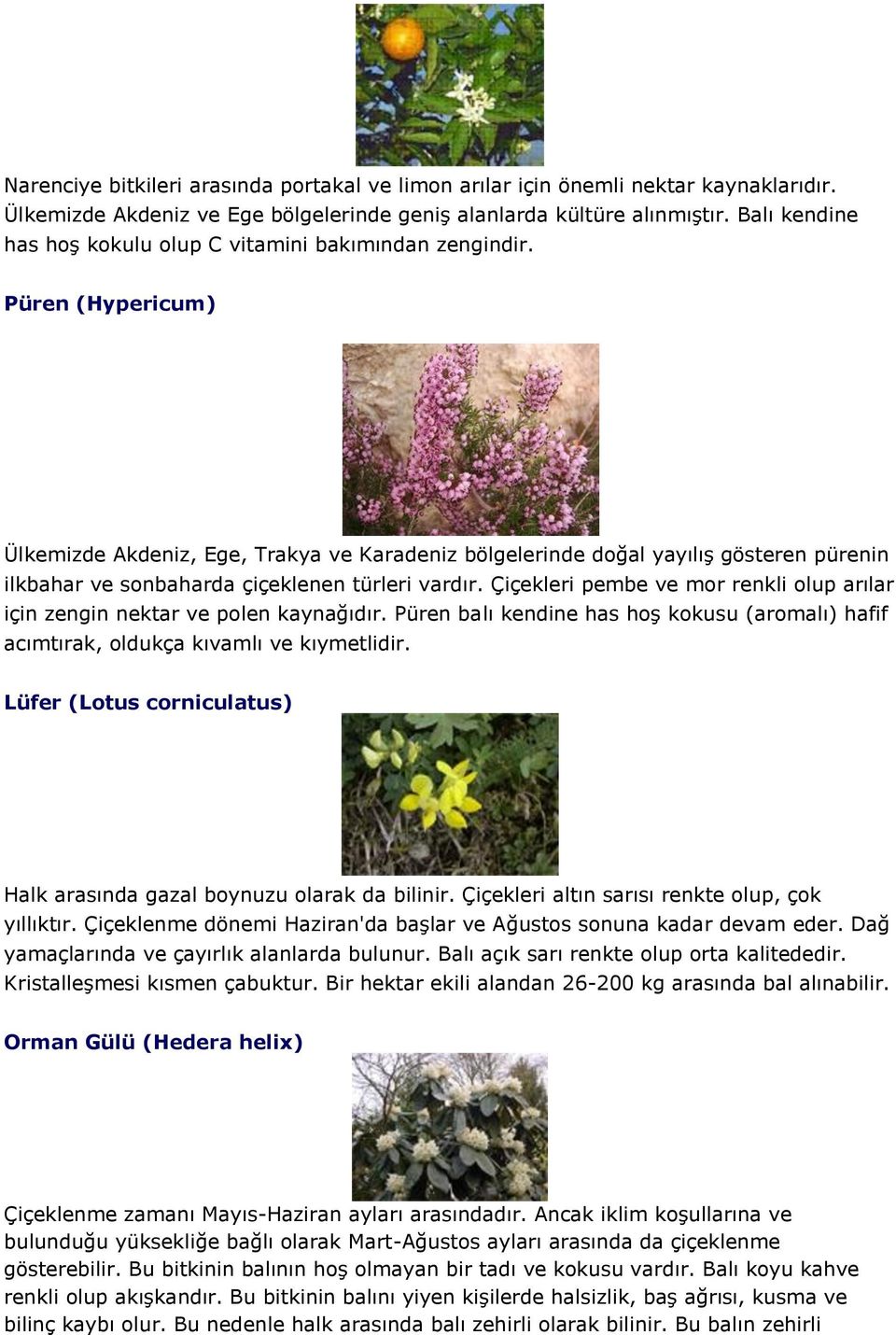 Püren (Hypericum) Ülkemizde Akdeniz, Ege, Trakya ve Karadeniz bölgelerinde doğal yayılış gösteren pürenin ilkbahar ve sonbaharda çiçeklenen türleri vardır.