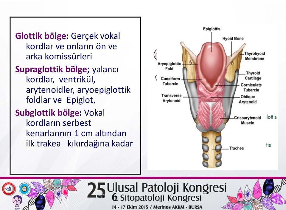 arytenoidler, aryoepiglottik foldlar ve Epiglot, Subglottik bölge: