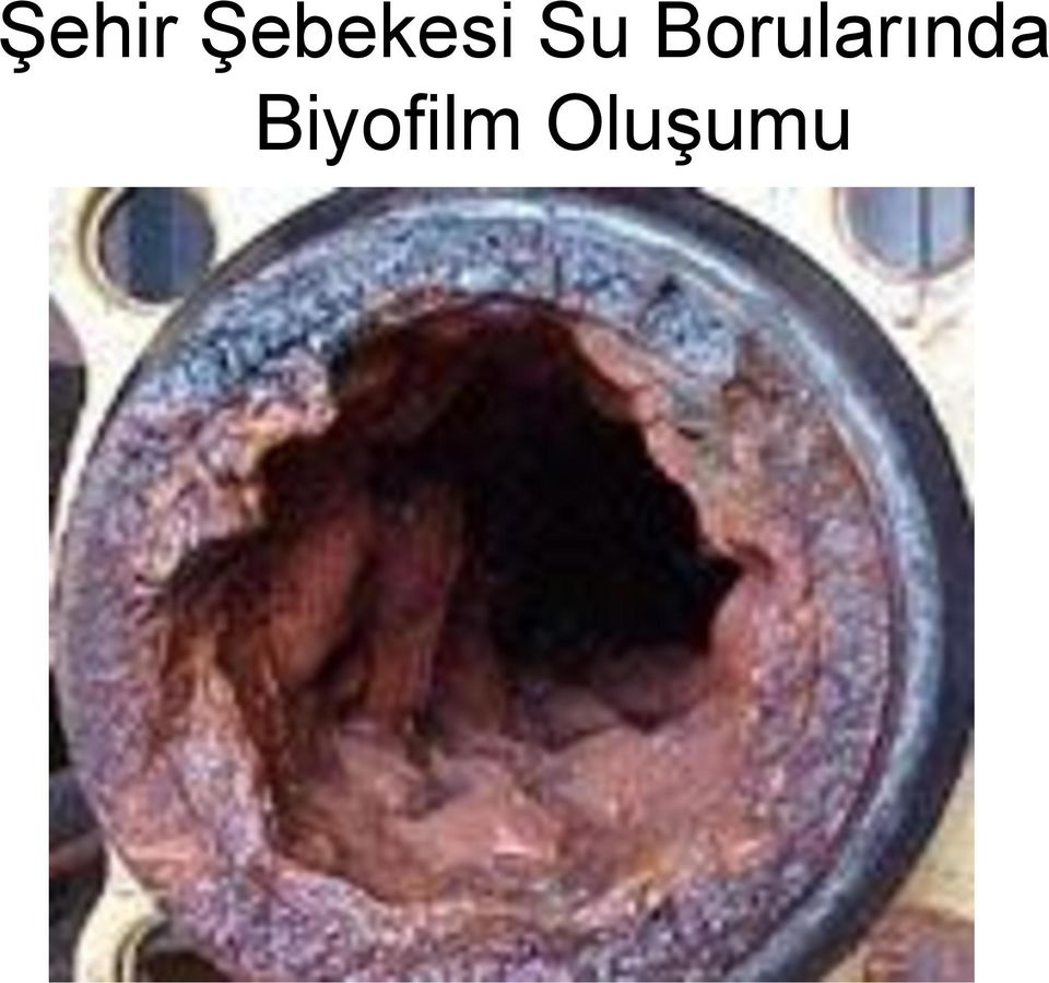 Borularında