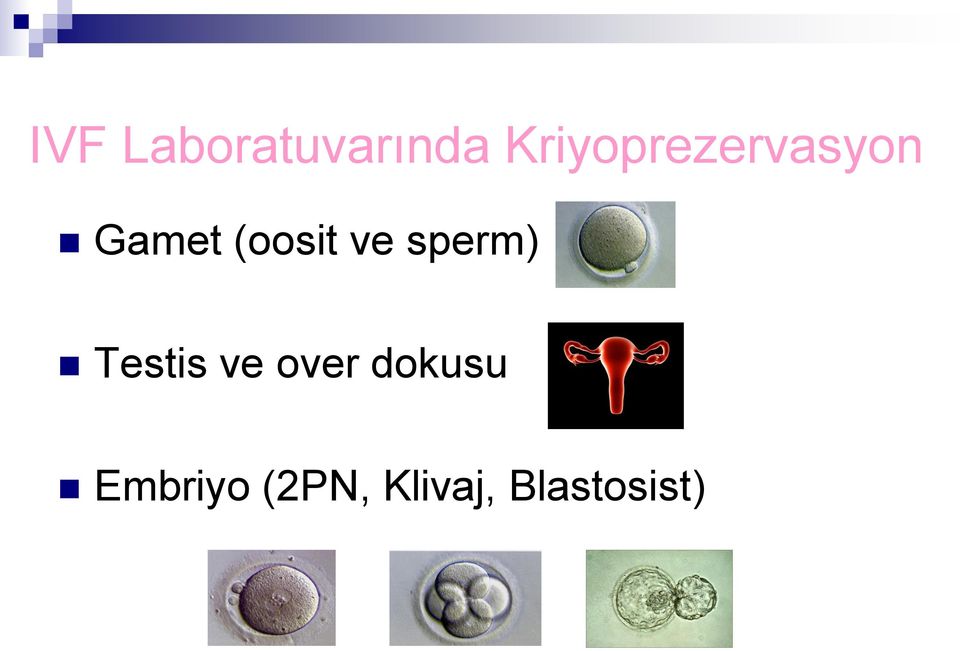 (oosit ve sperm) Testis ve