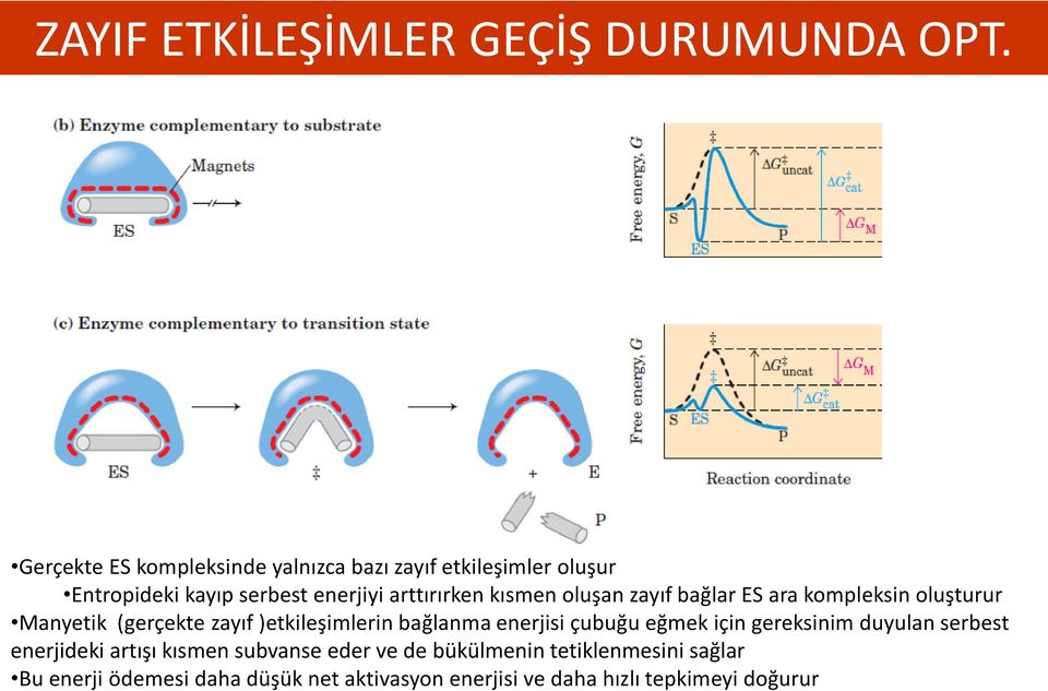 oluşan zayıf bağlar ES ara kompleksin oluşturur Manyetik (gerçekte zayıf )etkileşimlerin bağlanma enerjisi çubuğu