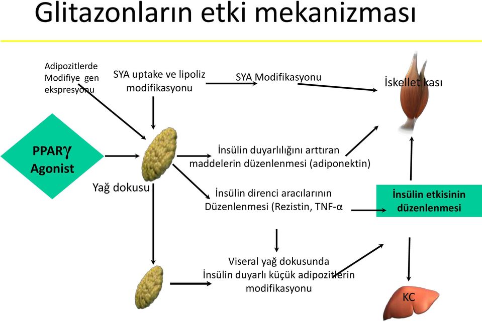 arttıran maddelerin düzenlenmesi (adiponektin) İnsülin direnci aracılarının Düzenlenmesi