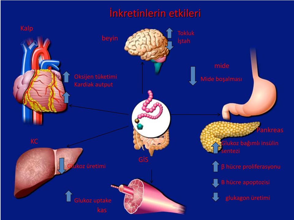 üretimi GİS Glukoz bağımlı insülin sentezi β hücre