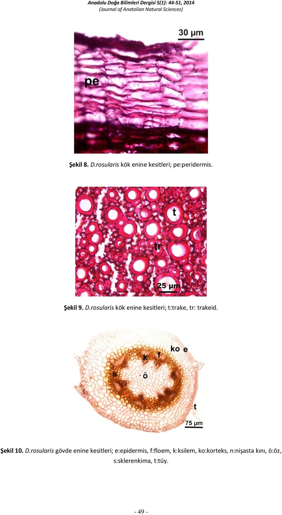 D.rosularis gövde enine kesitleri; e:epidermis, f:floem,