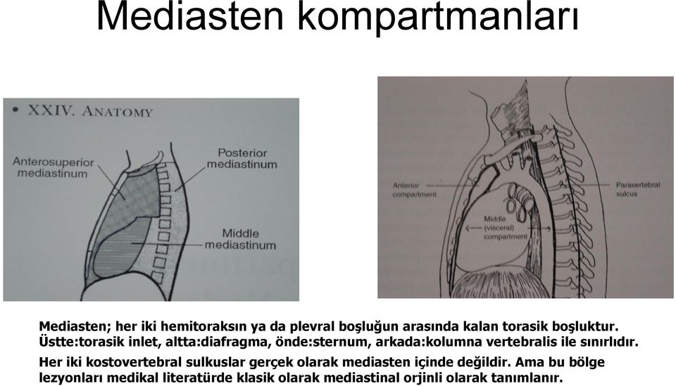 Üstte:torasik inlet, altta:diafragma, önde:sternum, arkada:kolumna vertebralis ile sınırlıdır.