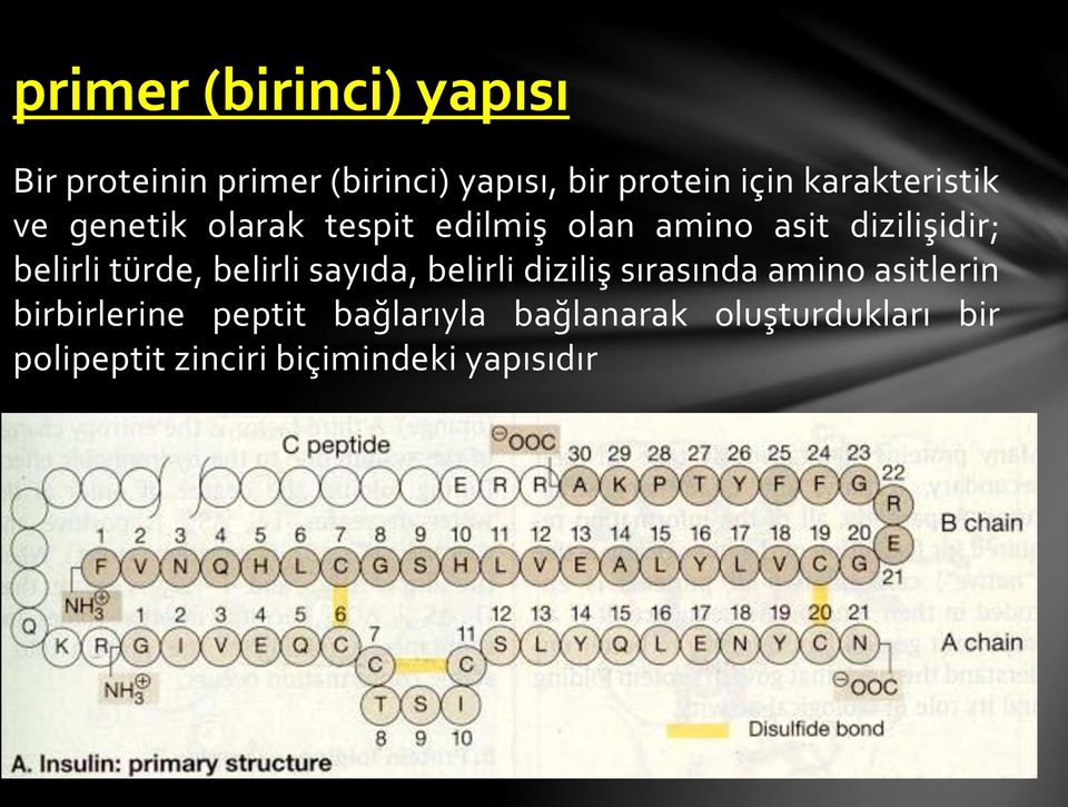 belirli türde, belirli sayıda, belirli diziliş sırasında amino asitlerin