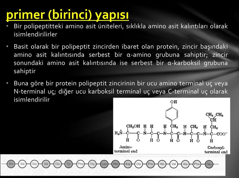 grubuna sahiptir; zincir sonundaki amino asit kalıntısında ise serbest bir α-karboksil grubuna sahiptir Buna göre bir protein