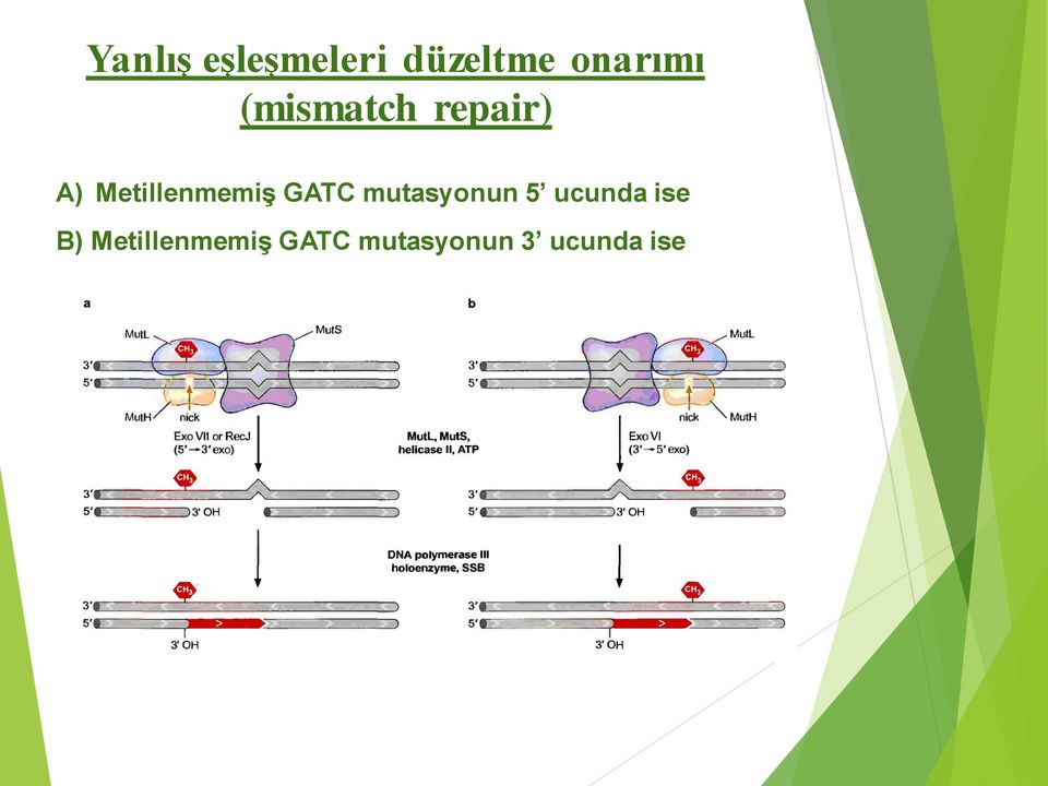 GATC mutasyonun 5 ucunda ise B)